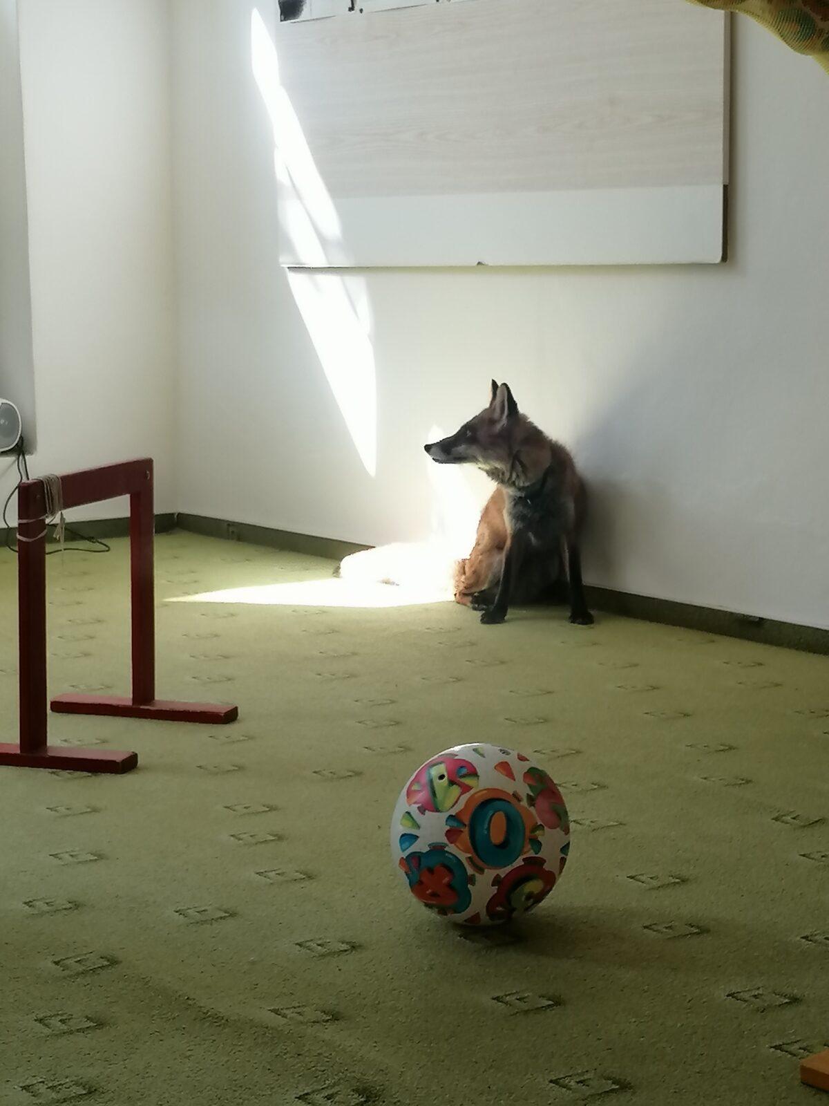 Liška COCO v MŠ :-) - 15