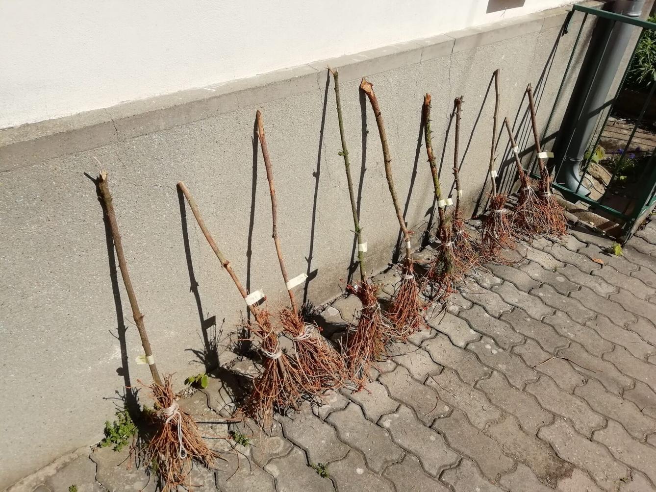 Čarodejnický rej - 36