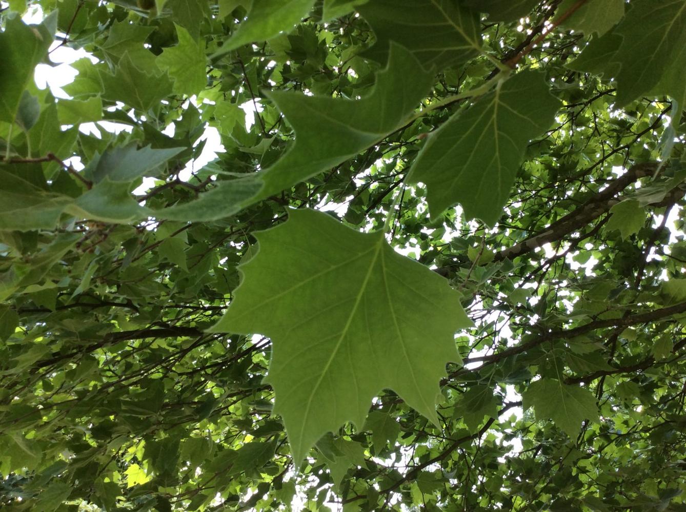 SVÁTEK  STROMŮ - 2