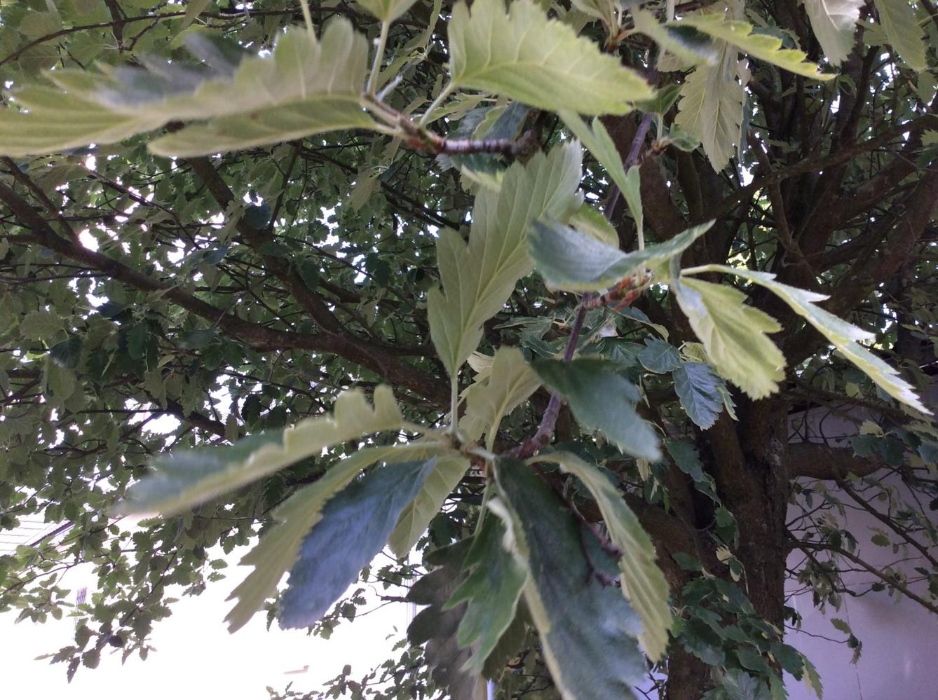 SVÁTEK  STROMŮ - 3