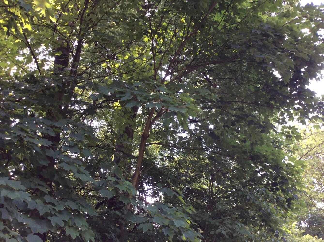 SVÁTEK  STROMŮ - 4