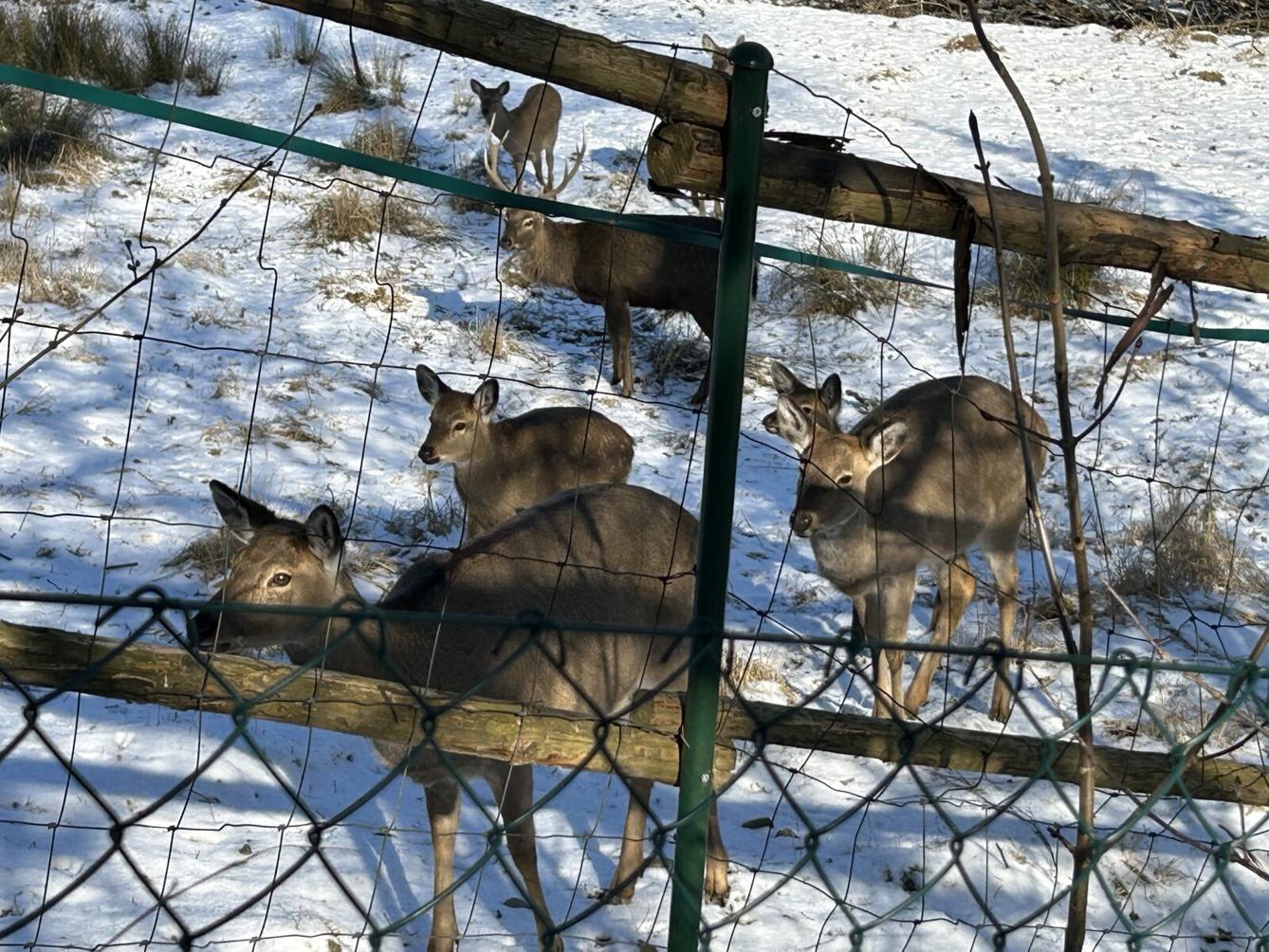 SOVIČKY: ZIMA NÁM NEVADÍ - 16