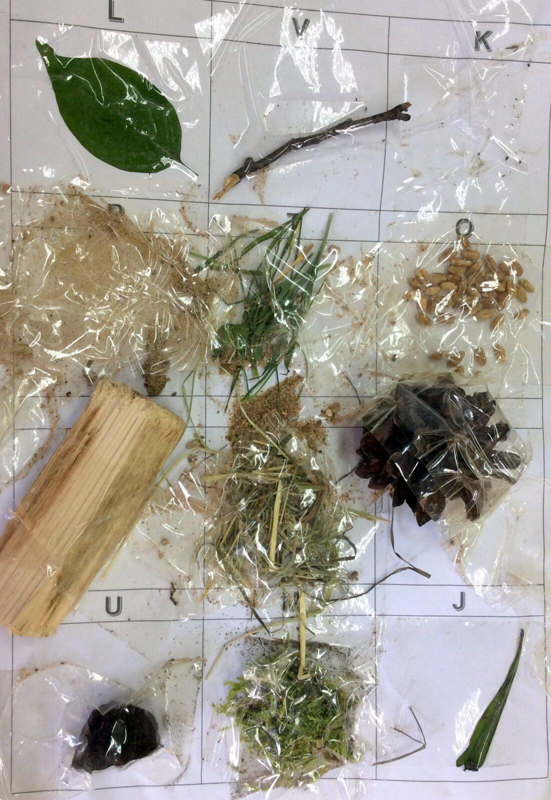 Příroda u třeťáčků 30. 5. - 21