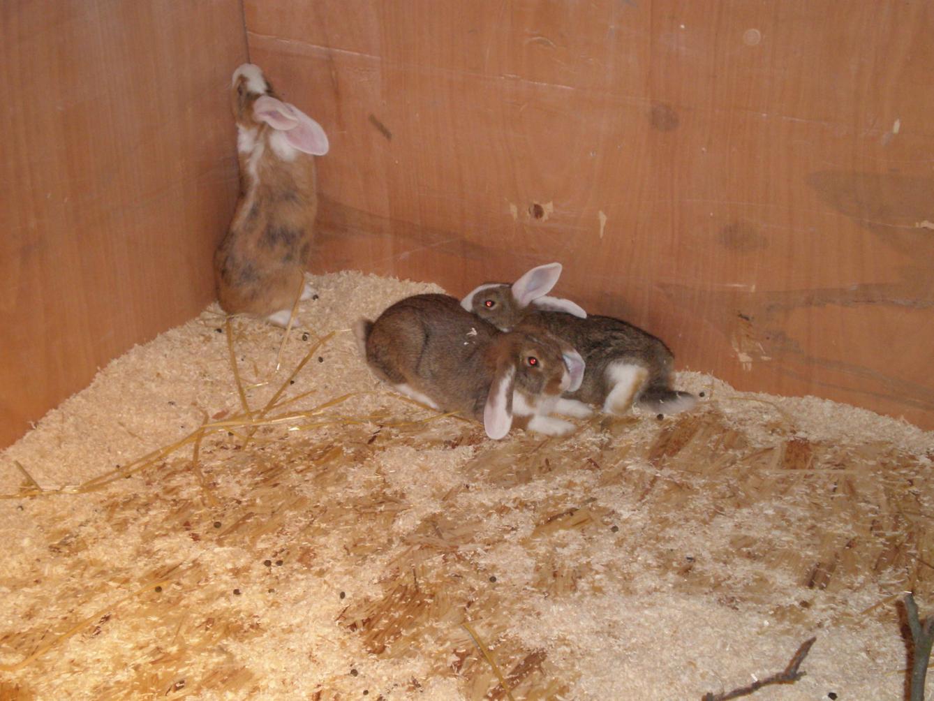 Výlet 1. třídy do Potštejna - 11