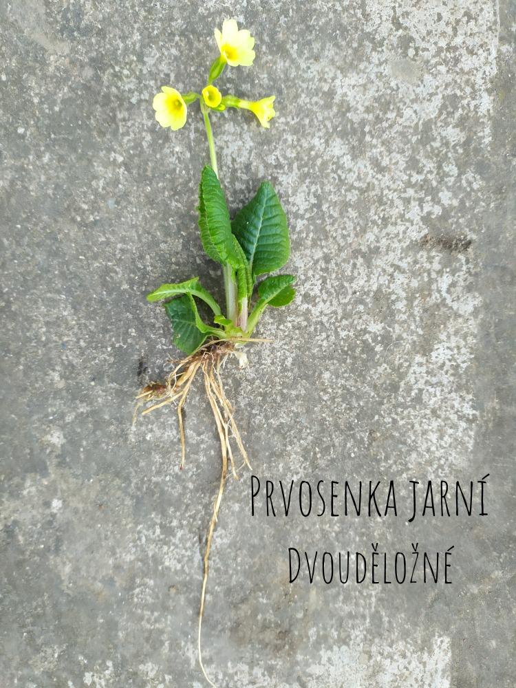 Botanika v 7. třídách - 15