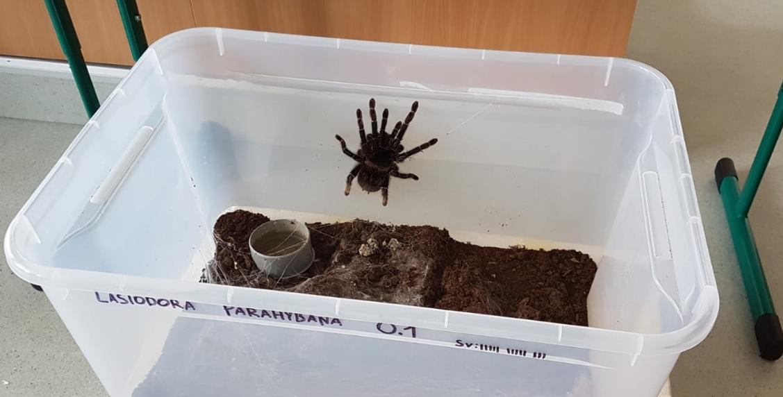 Přednáška o exotických zvířatech - 13