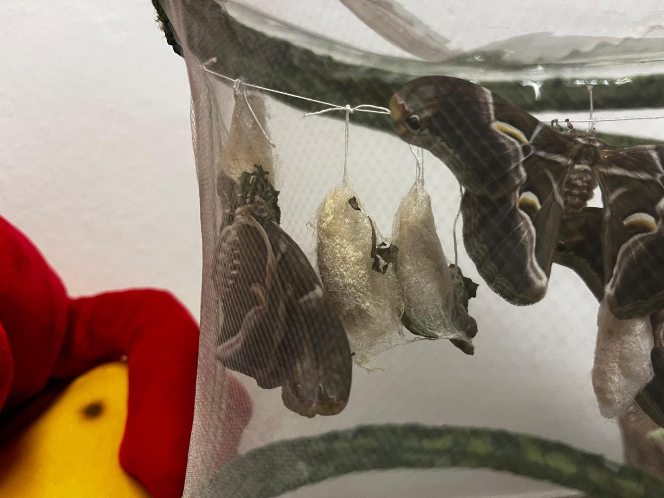 líhnutí motýlů ve školce - 13