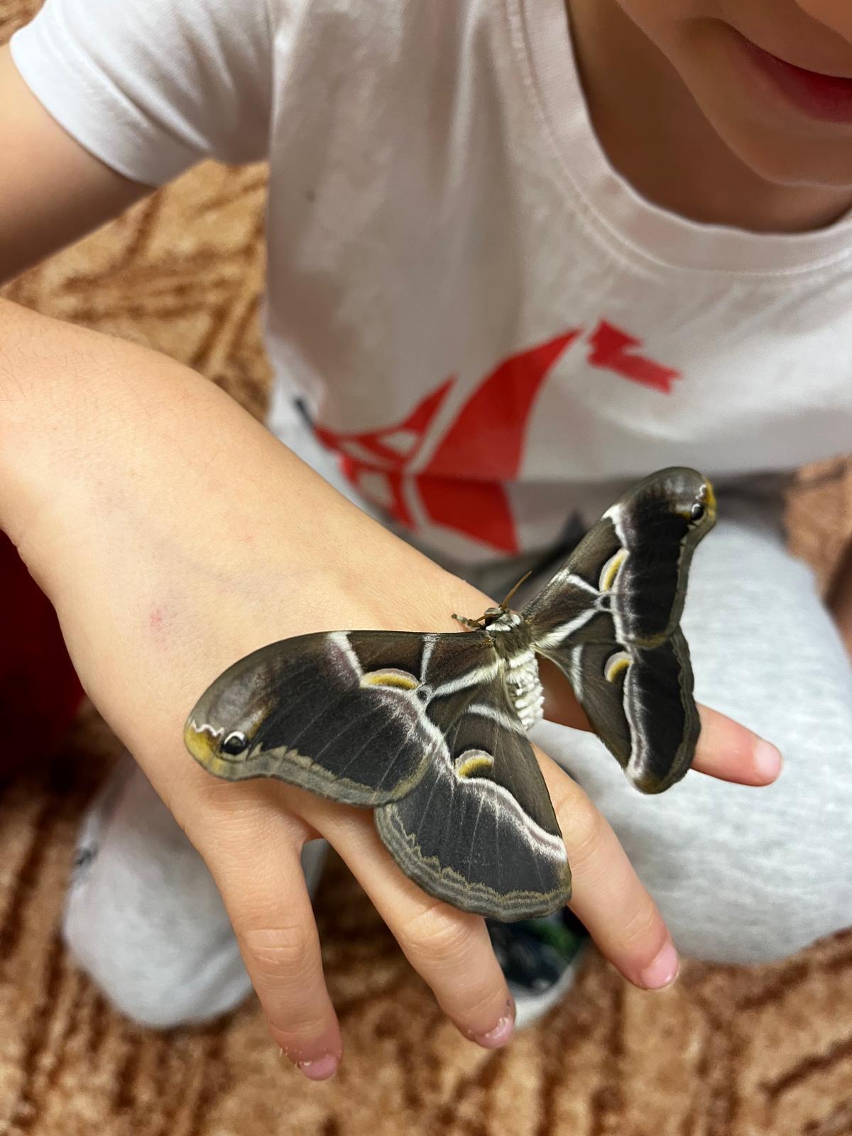 líhnutí motýlů ve školce - 3