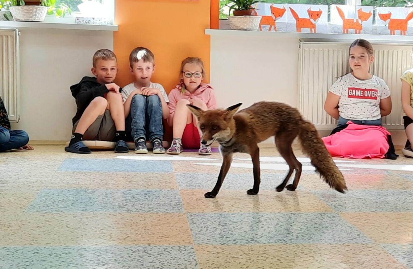 31. 5., Liška u prvňáčků - 2