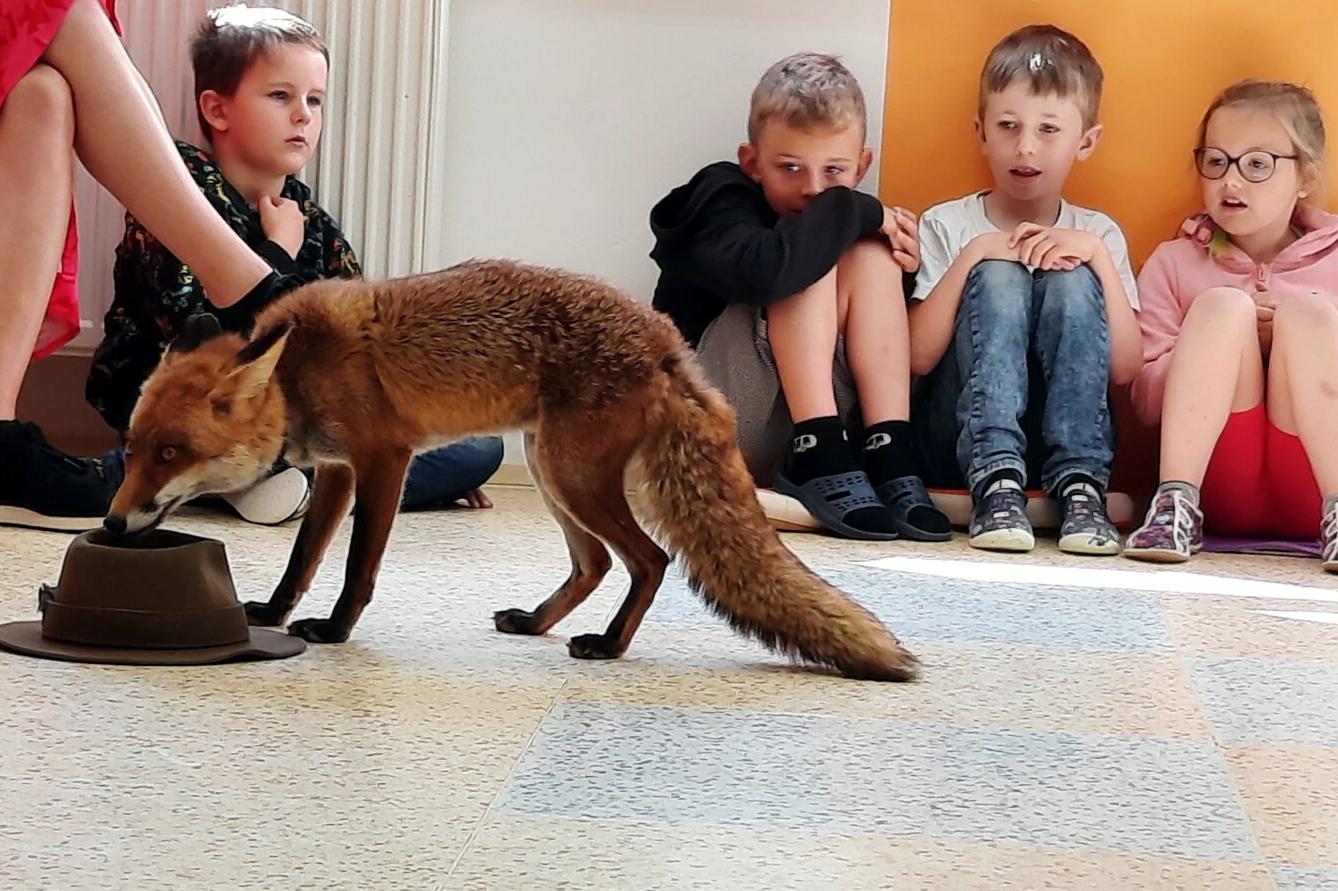 31. 5., Liška u prvňáčků - 5