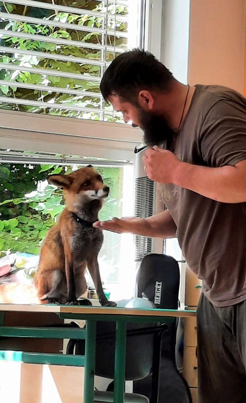 31. 5., Liška u prvňáčků - 7