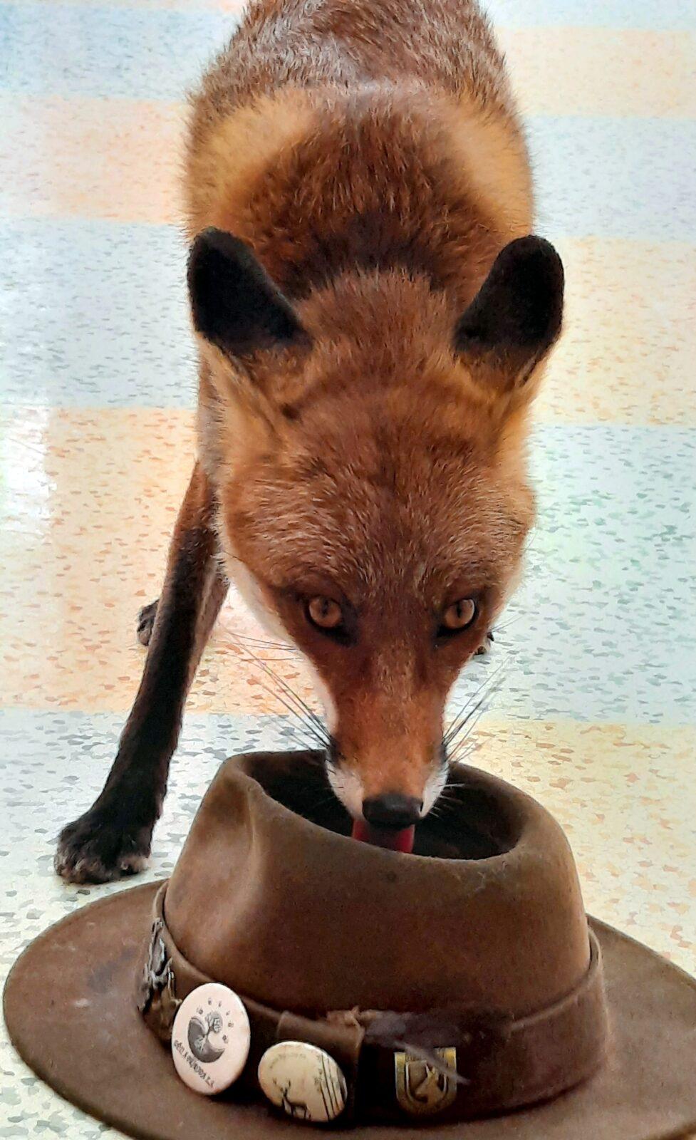 31. 5., Liška u prvňáčků - 12