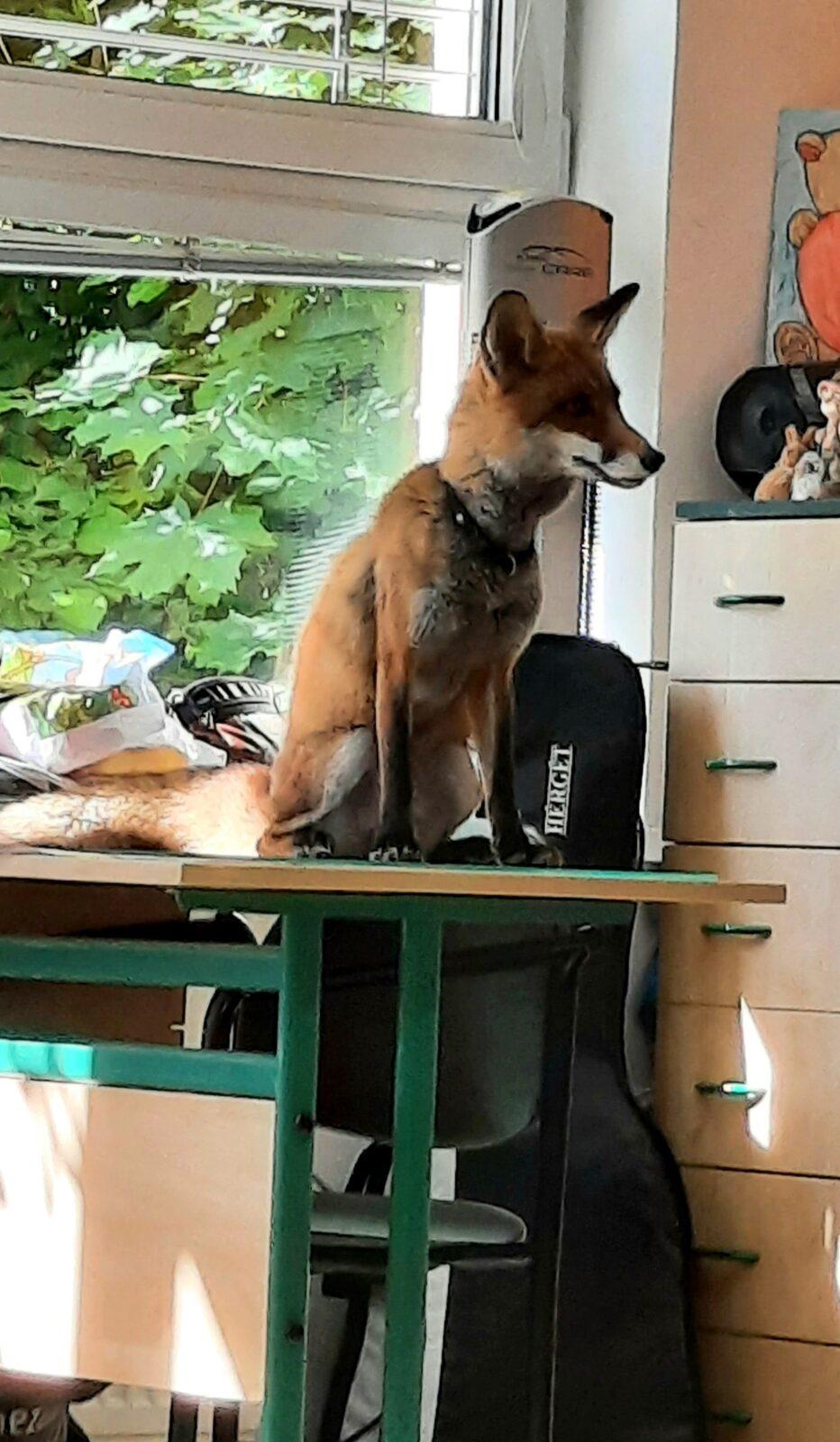 31. 5., Liška u prvňáčků - 14