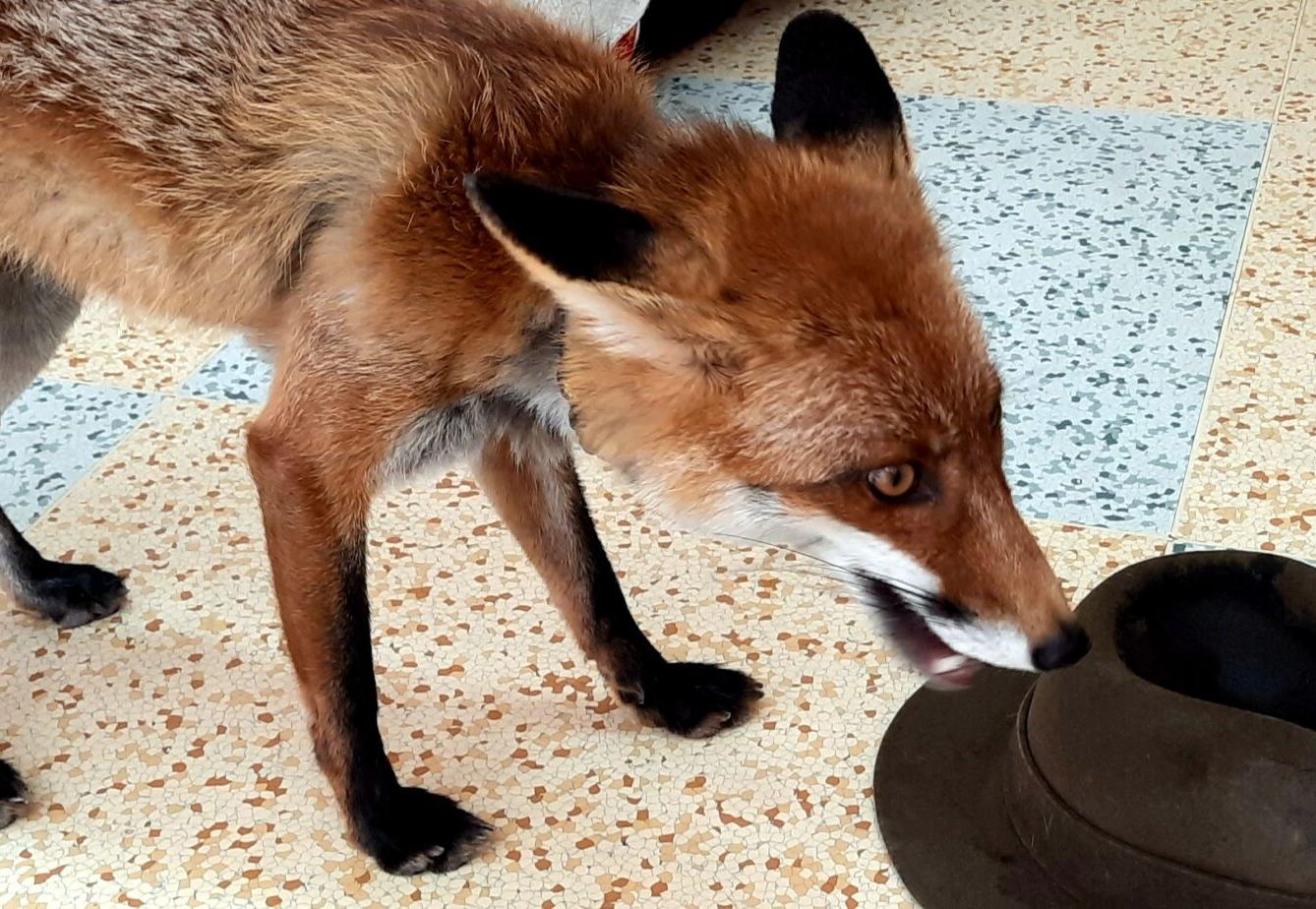 31. 5., Liška u prvňáčků - 19