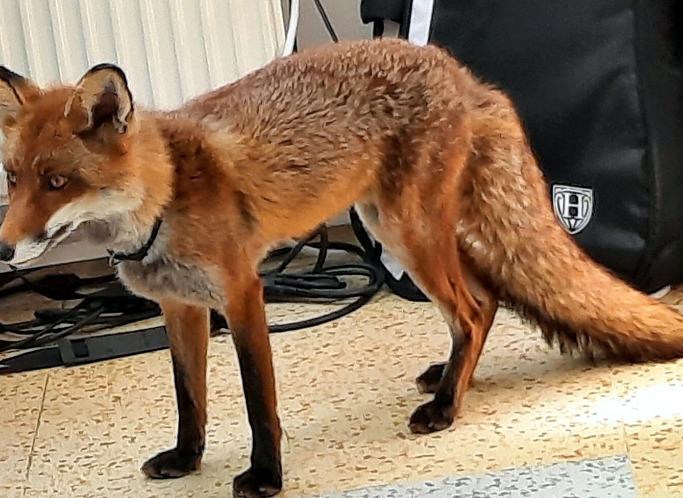 31. 5., Liška u prvňáčků - 21