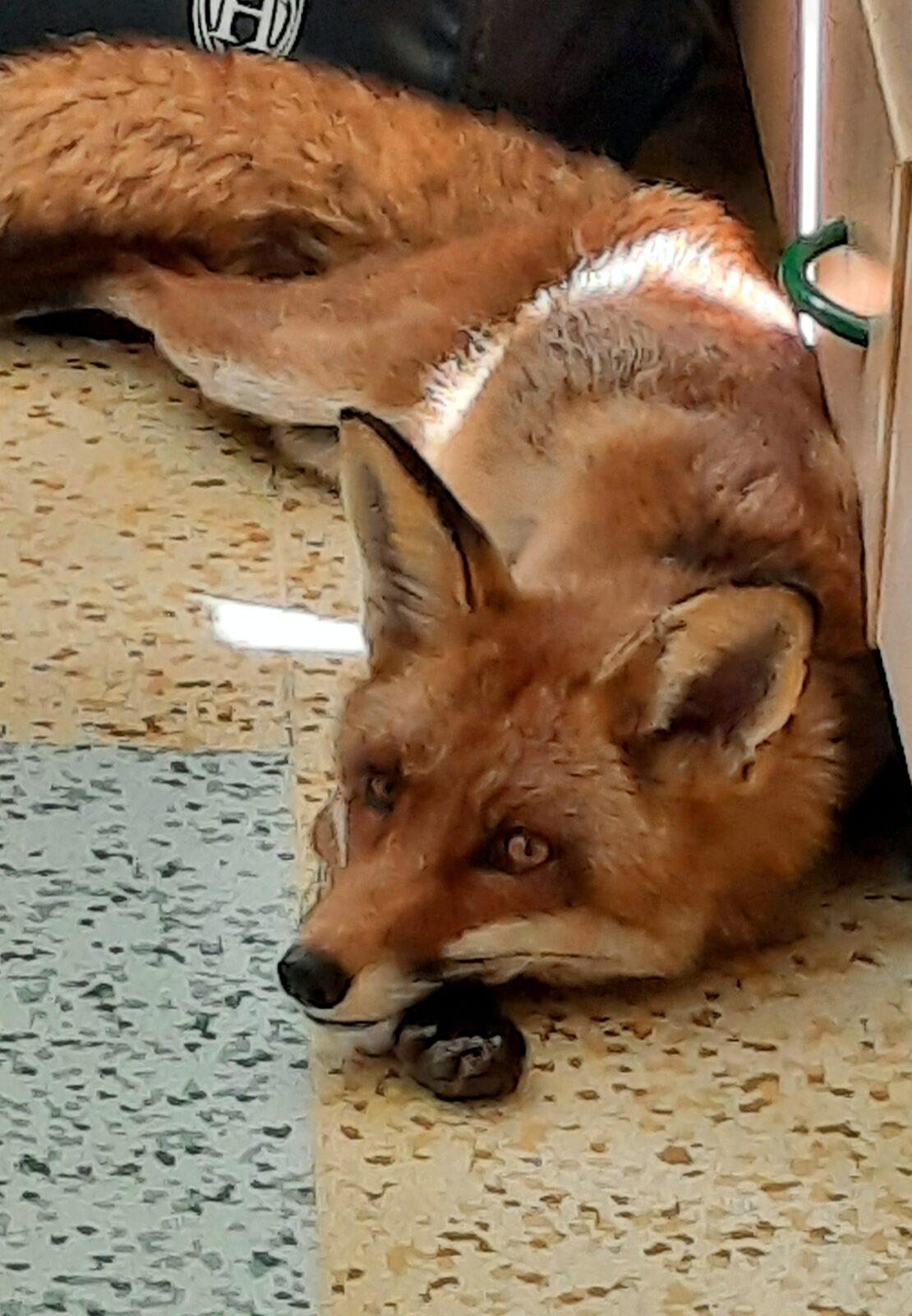 31. 5., Liška u prvňáčků - 25