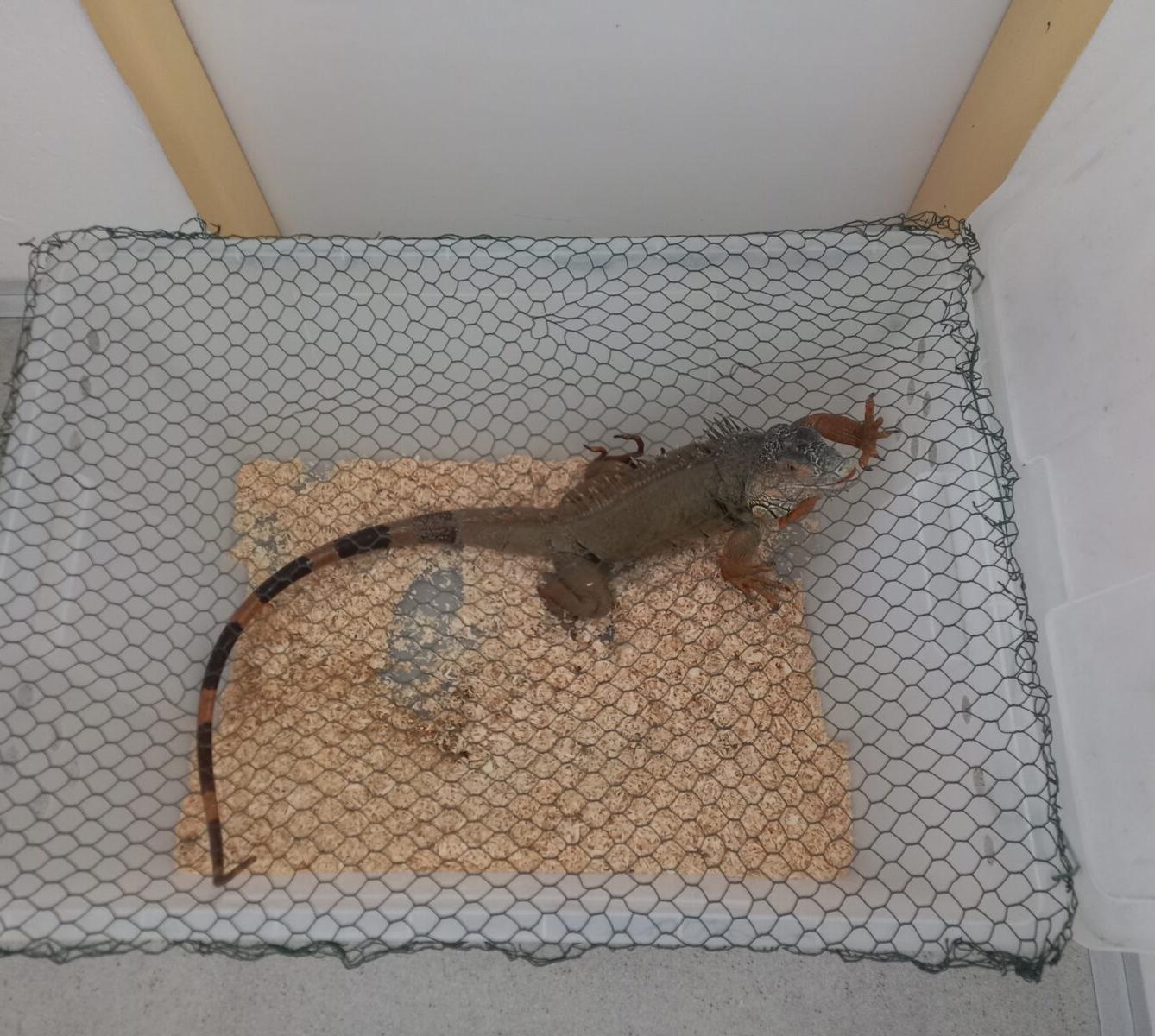 Exotická zvířata pro 3. a 4. třídu - 11