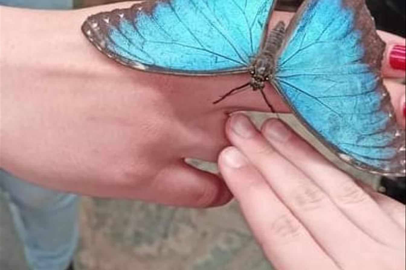 TLAPKY - 2 - motýlci a HAMELYS