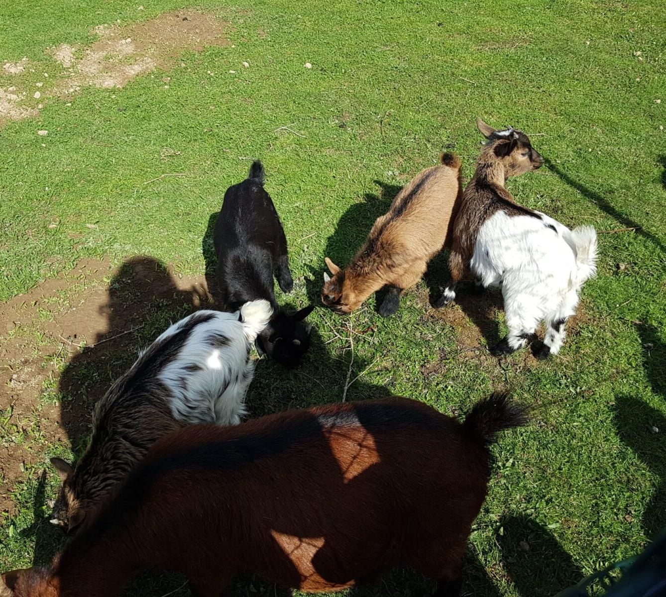 SOVIČKY: ,,VELIKONOČNÍ SVÁTKY" - 15