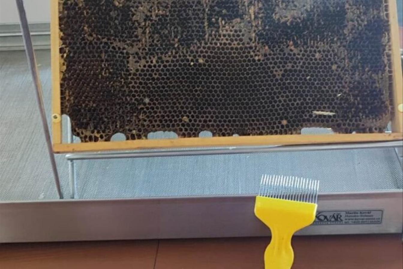 Návštěva prvňáků u včelaře