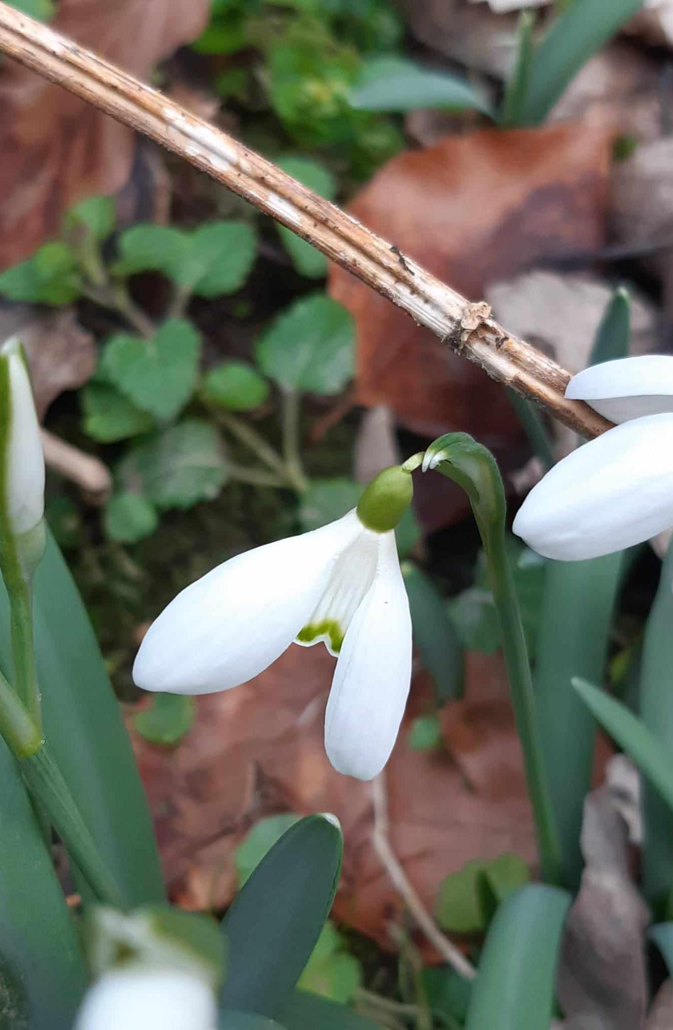 Předjaří ve 2. oddělení - 30