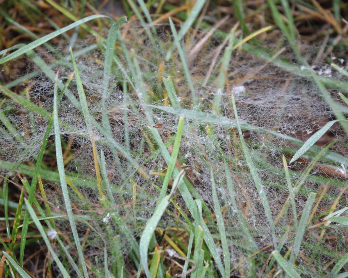 broučci: lesní dobrodružství se sovičkou jůlinkou - 30