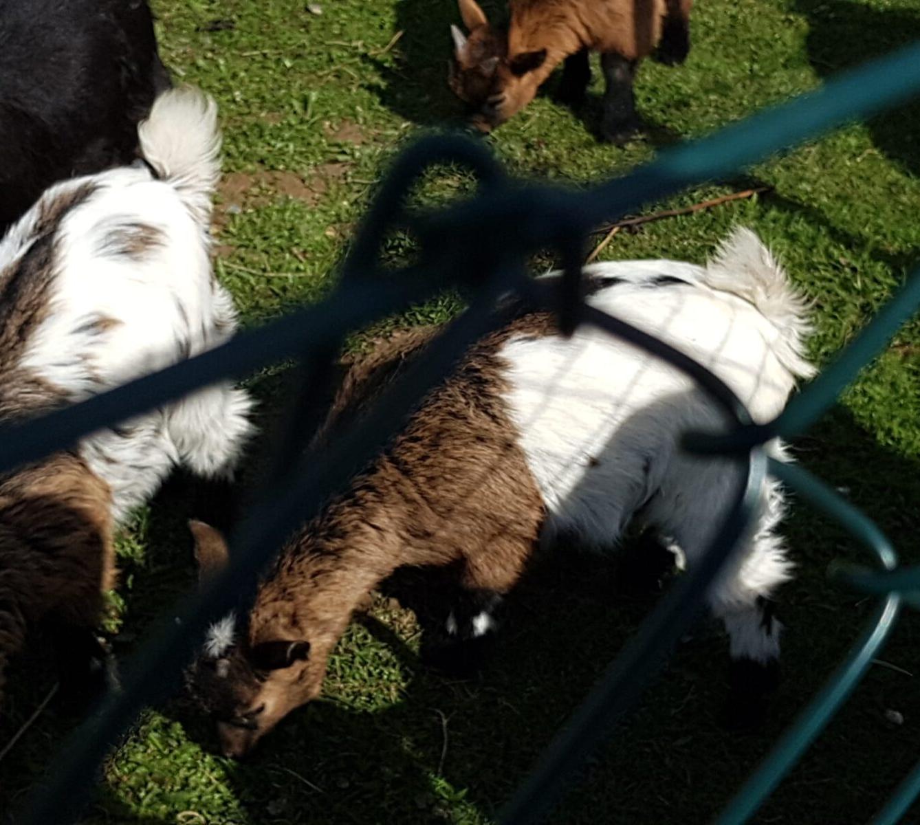 SOVIČKY: ,,VELIKONOČNÍ SVÁTKY" - 26