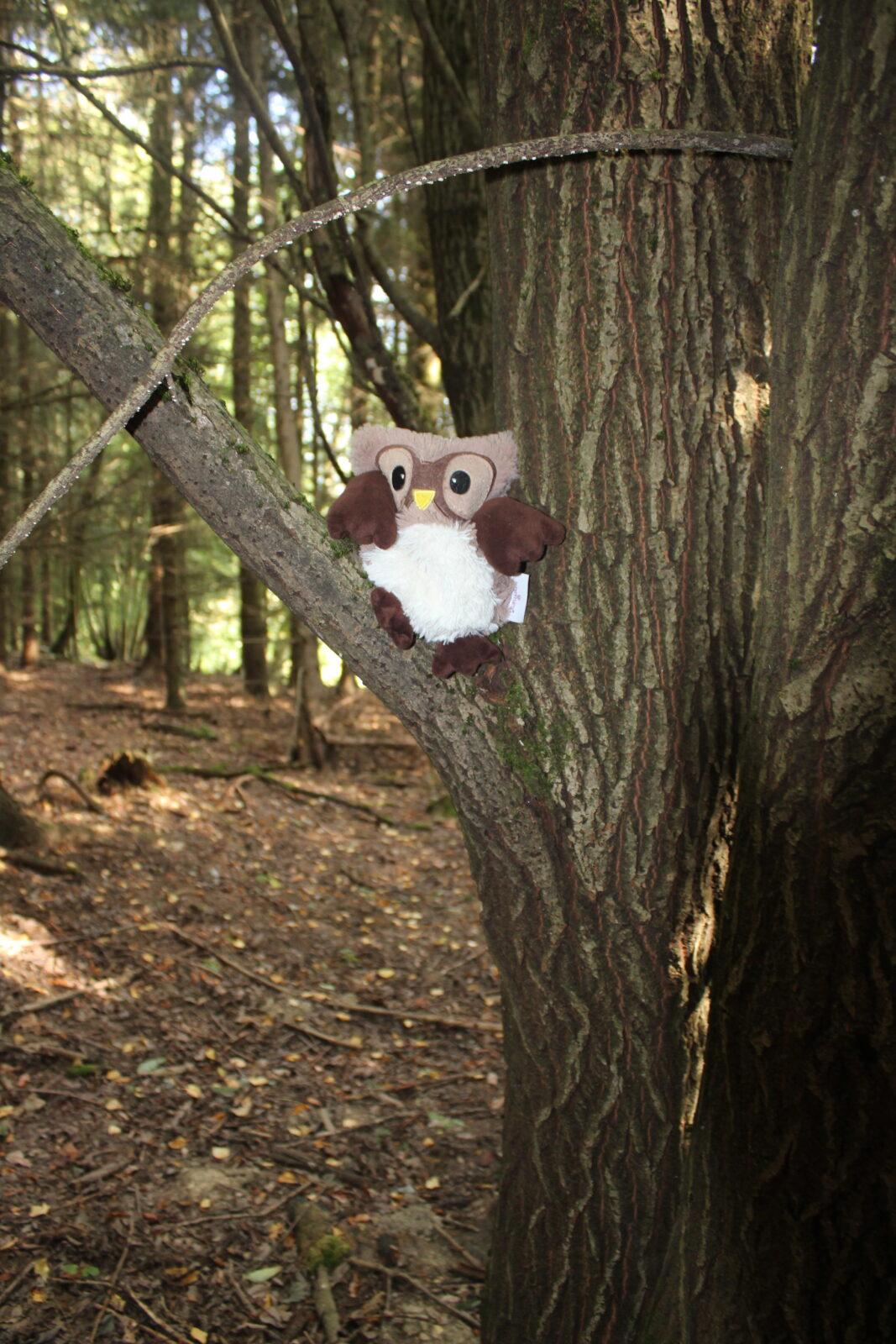 broučci: lesní dobrodružství se sovičkou jůlinkou - 35