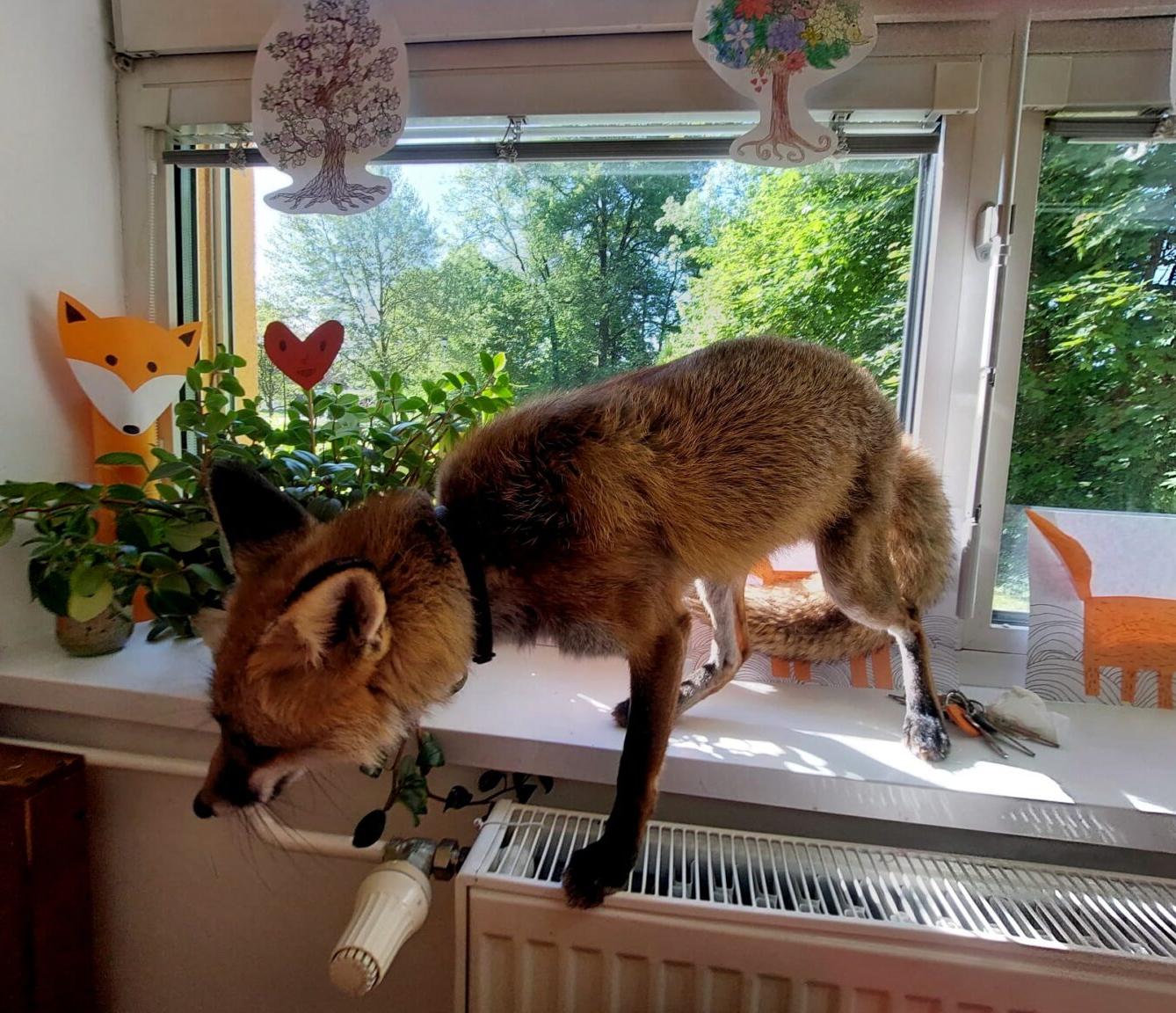 31. 5., Liška u prvňáčků - 32