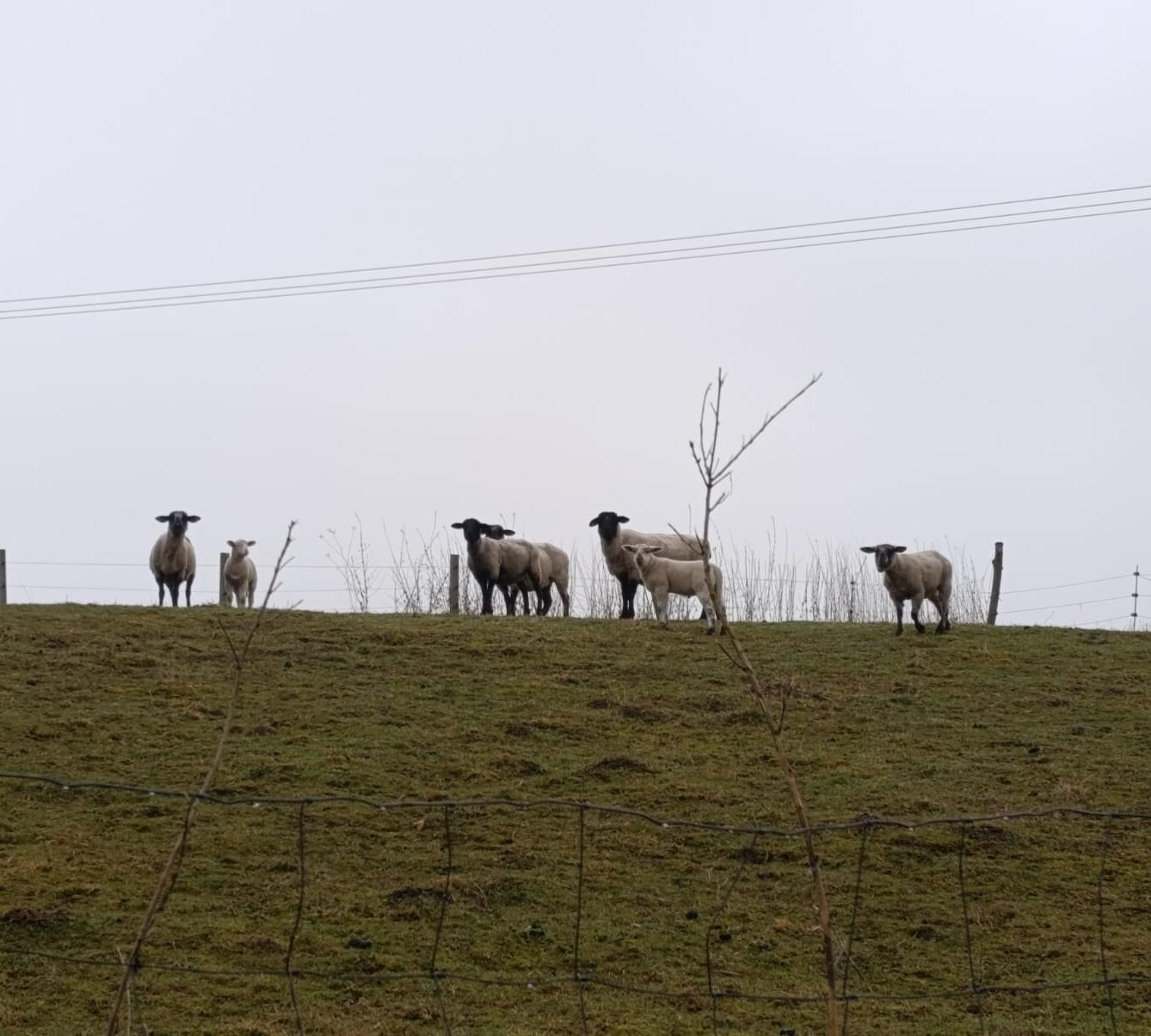 Broučci - Máme rádi zvířátka - 1