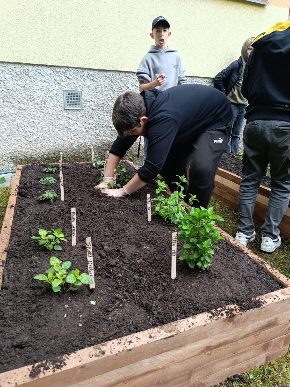 Tematická dílna - pěstování bylin a zeleniny - 8