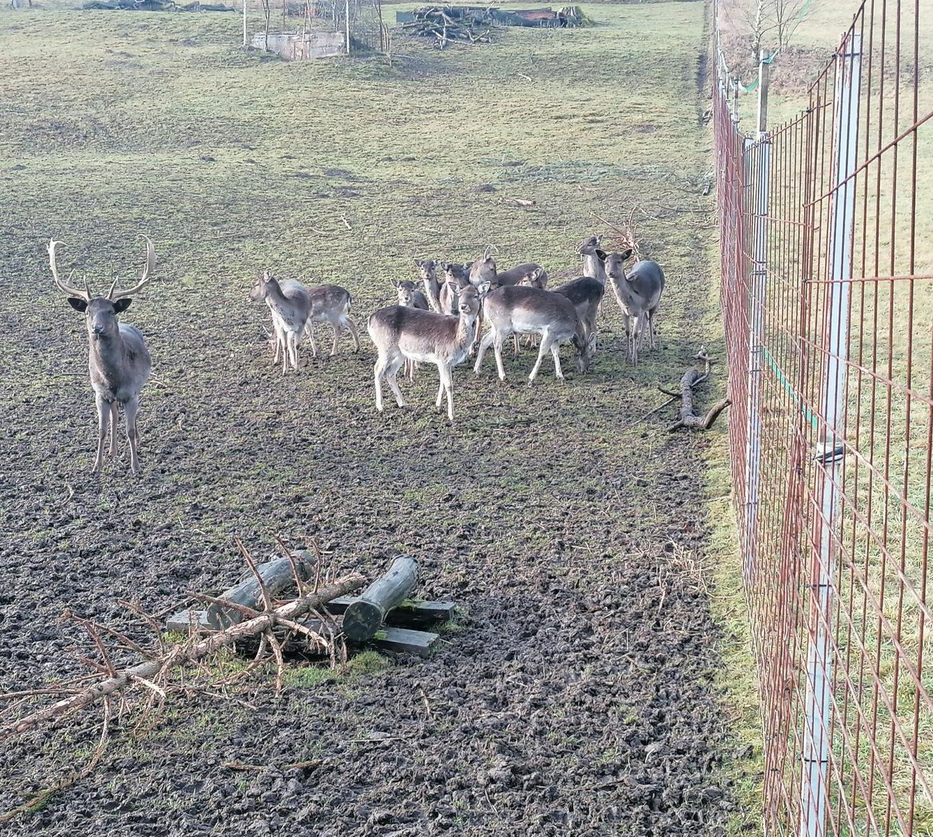 Broučci, vycházky za zvířátky :-) - 3