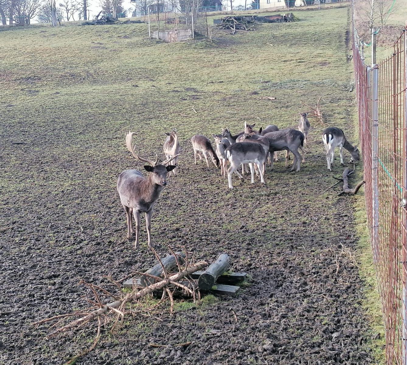 Broučci, vycházky za zvířátky :-) - 4