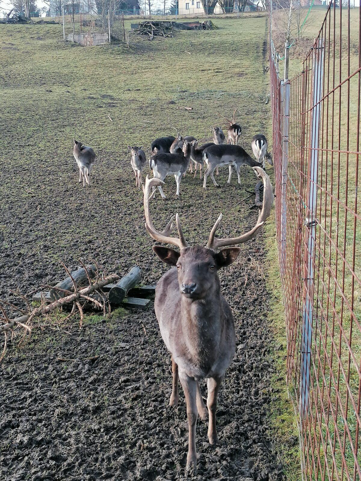 Broučci, vycházky za zvířátky :-) - 6