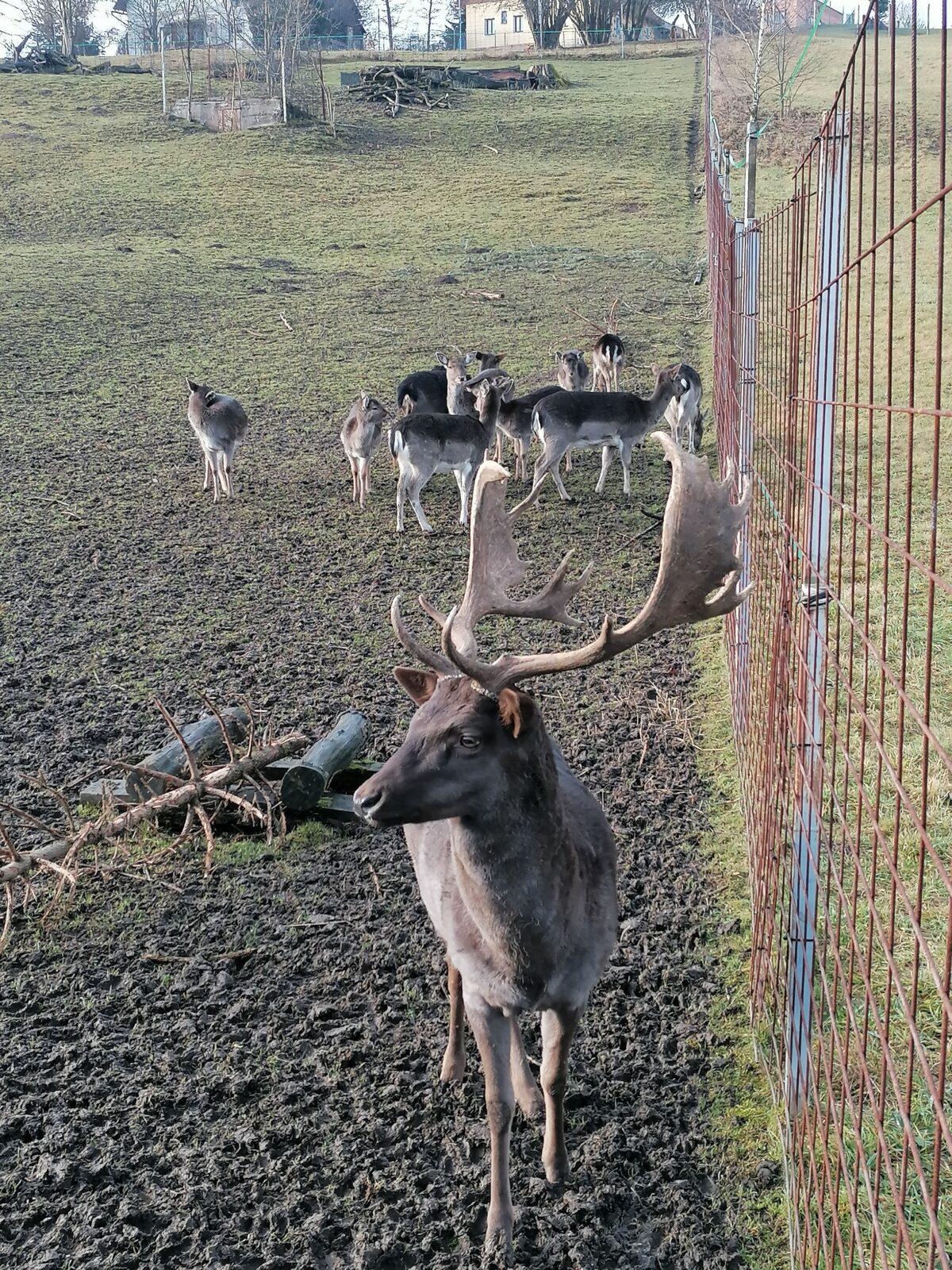 Broučci, vycházky za zvířátky :-) - 7