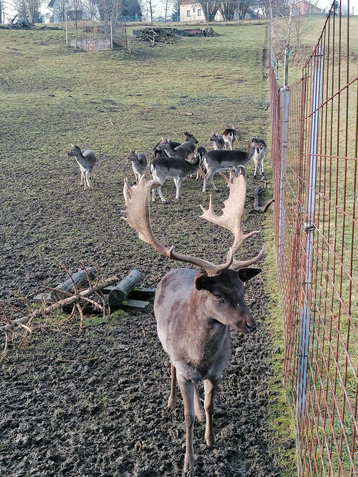 Broučci, vycházky za zvířátky :-) - 8