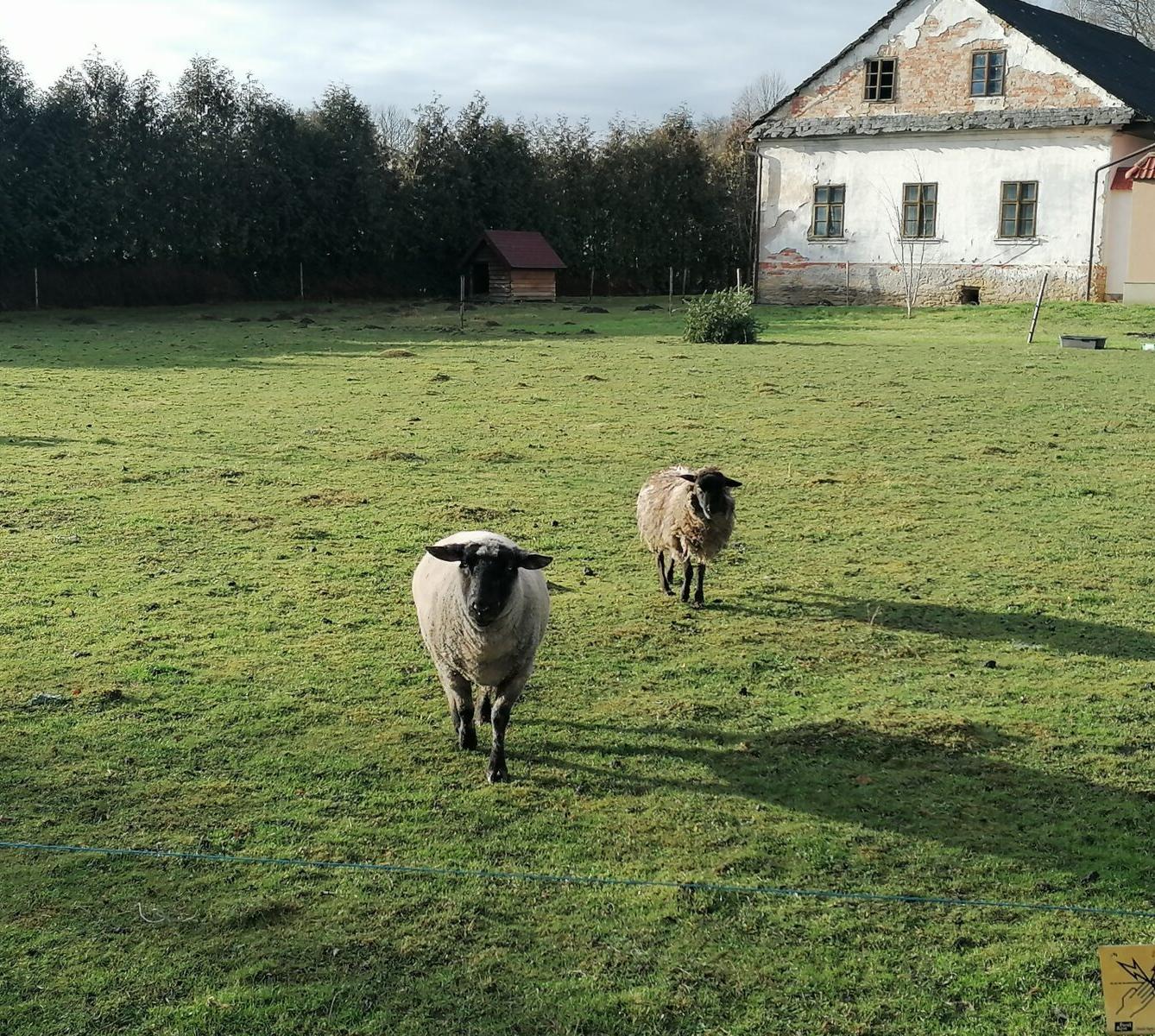 Broučci, vycházky za zvířátky :-) - 12