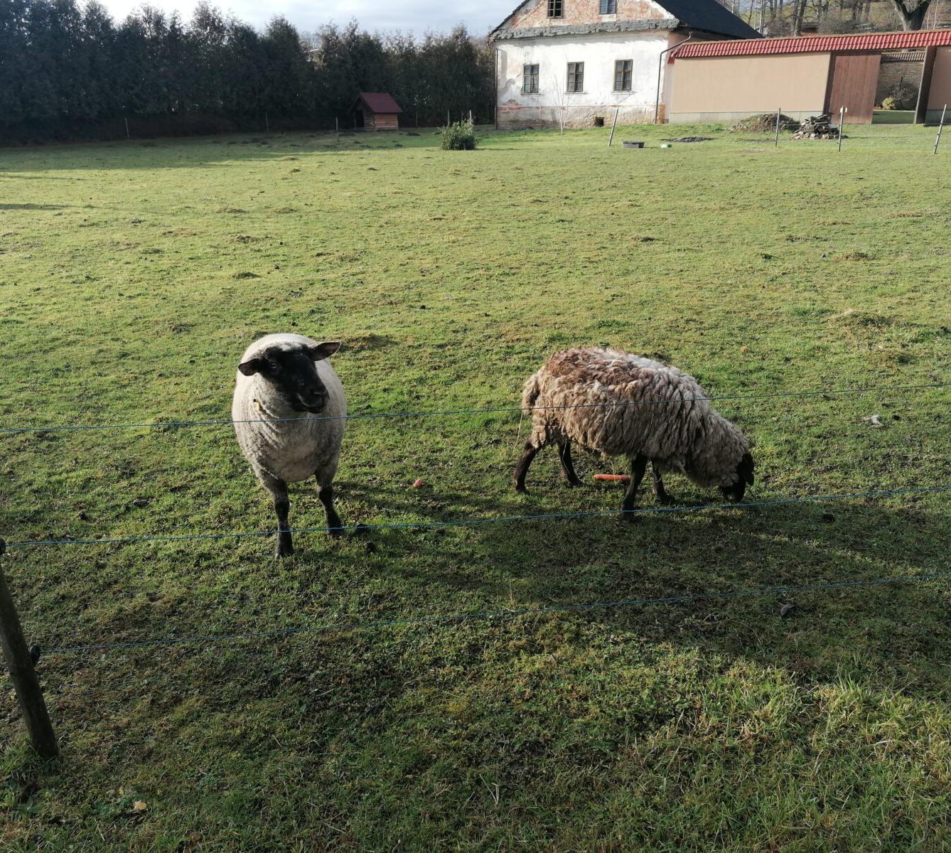Broučci, vycházky za zvířátky :-) - 15