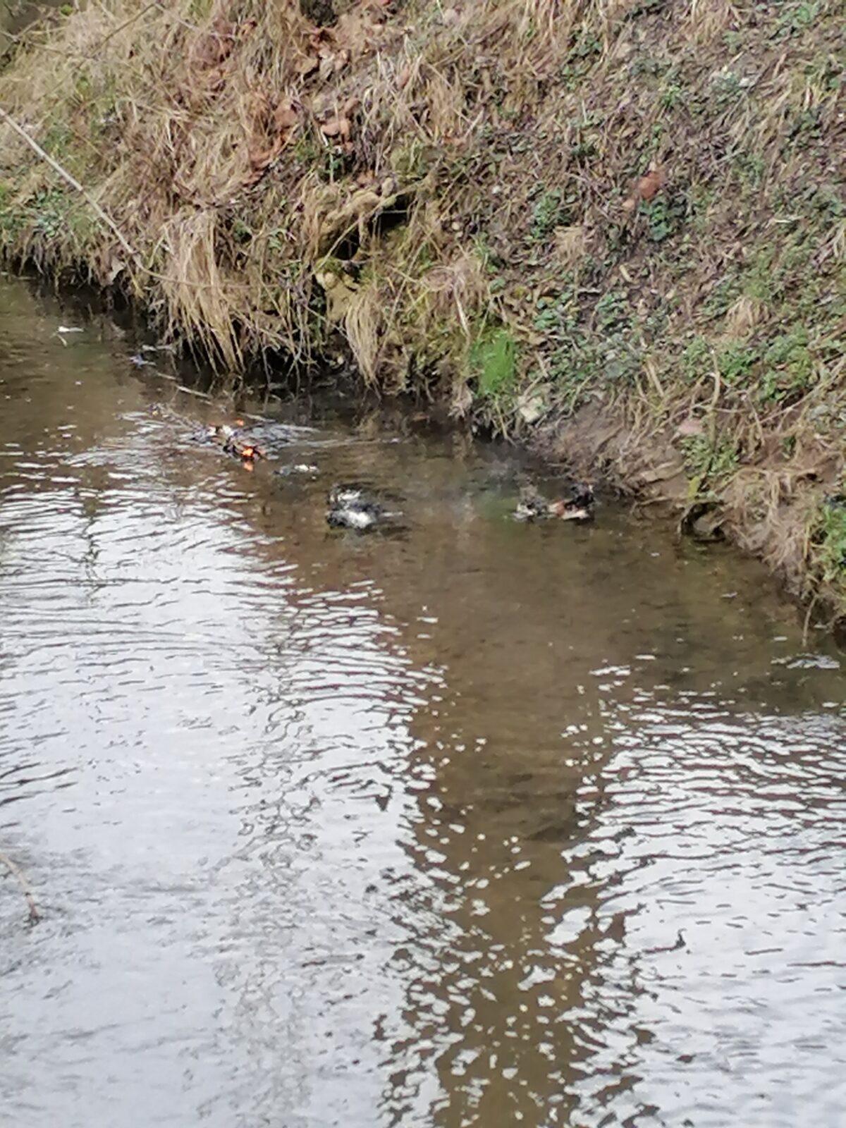 Vynášení Morany :-) - 54