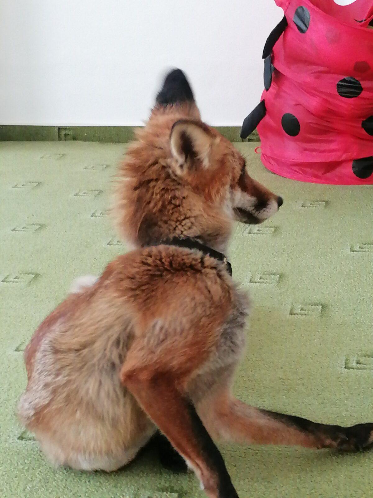 Liška COCO v MŠ :-) - 17