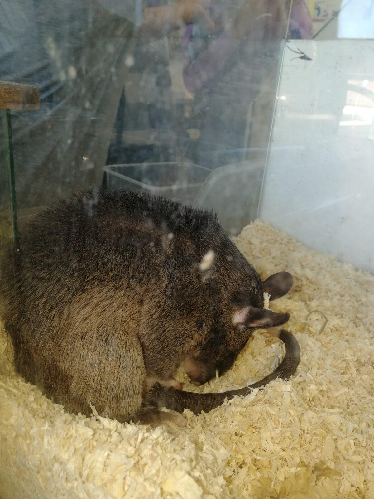 Exotická zvířata - přednáška - 10