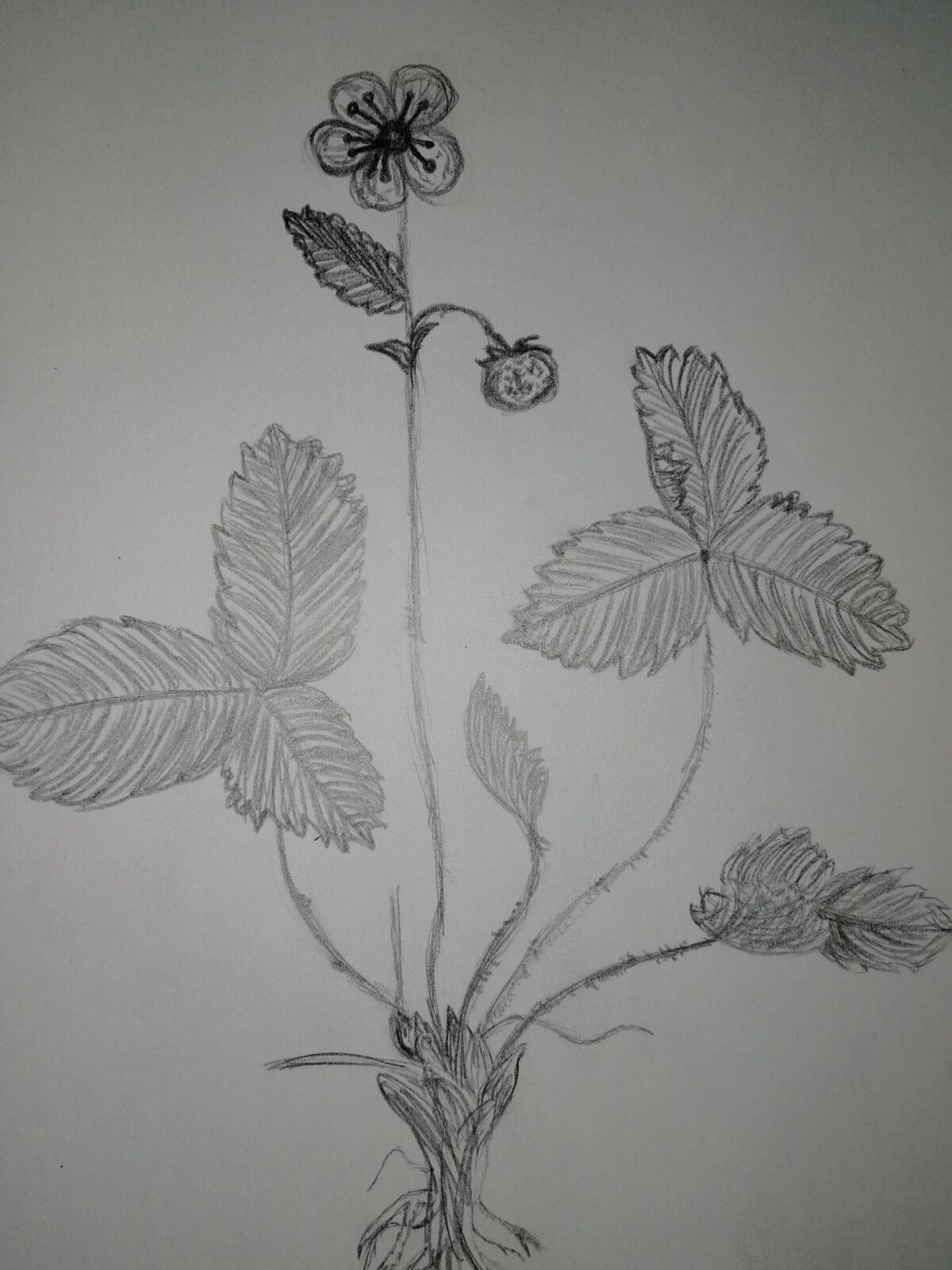 Léčivé byliny - žáci 7. třídy - 7