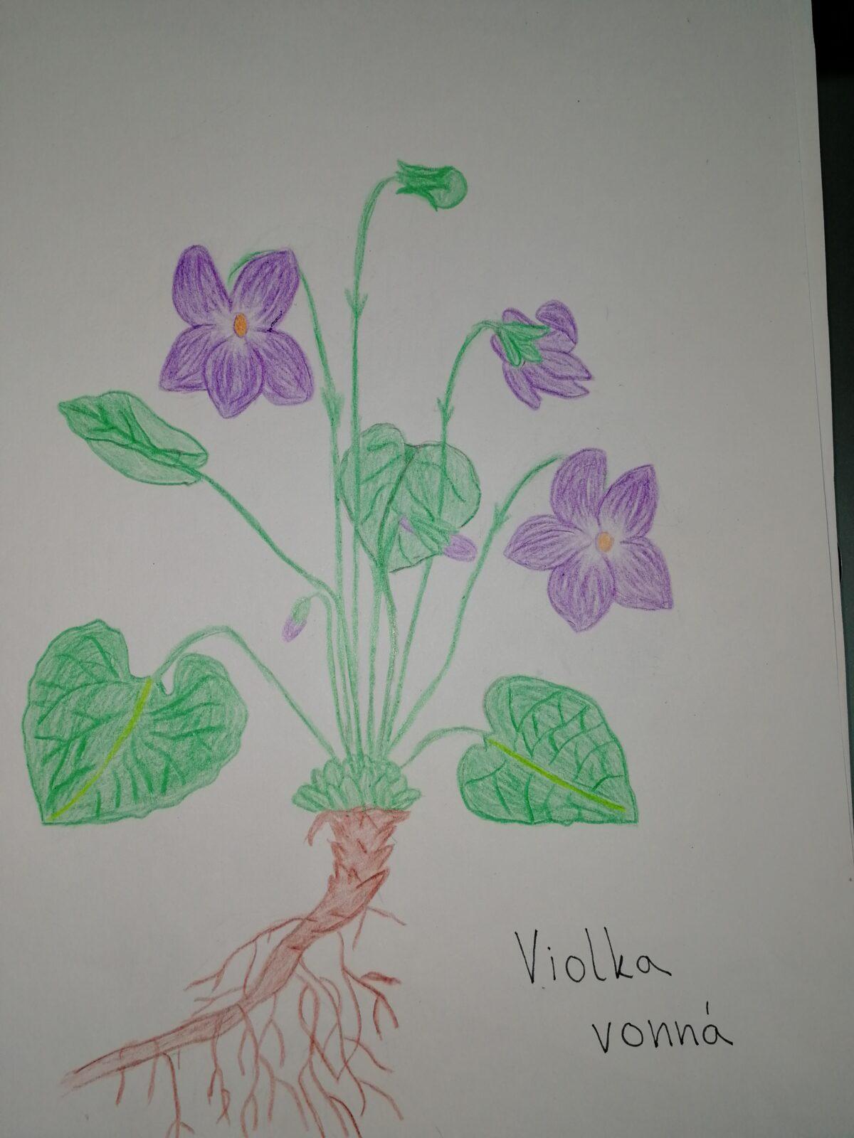 Léčivé byliny - žáci 7. třídy - 8