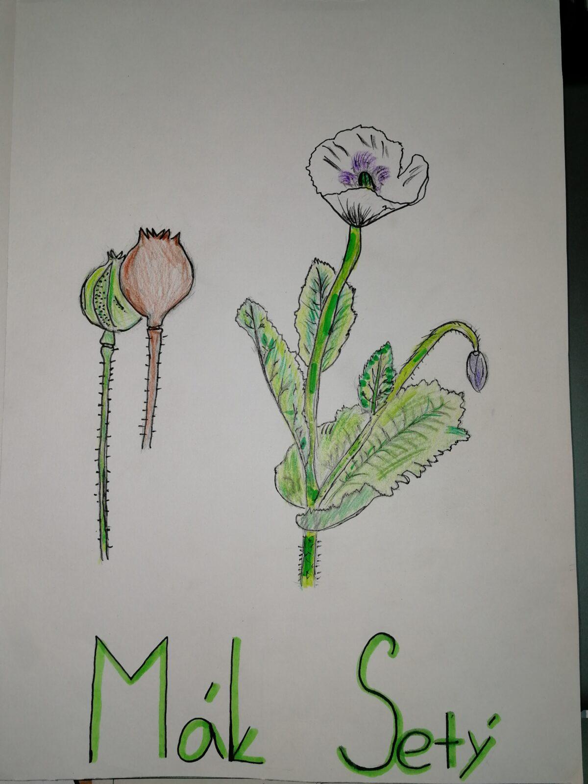 Léčivé byliny - žáci 7. třídy - 9