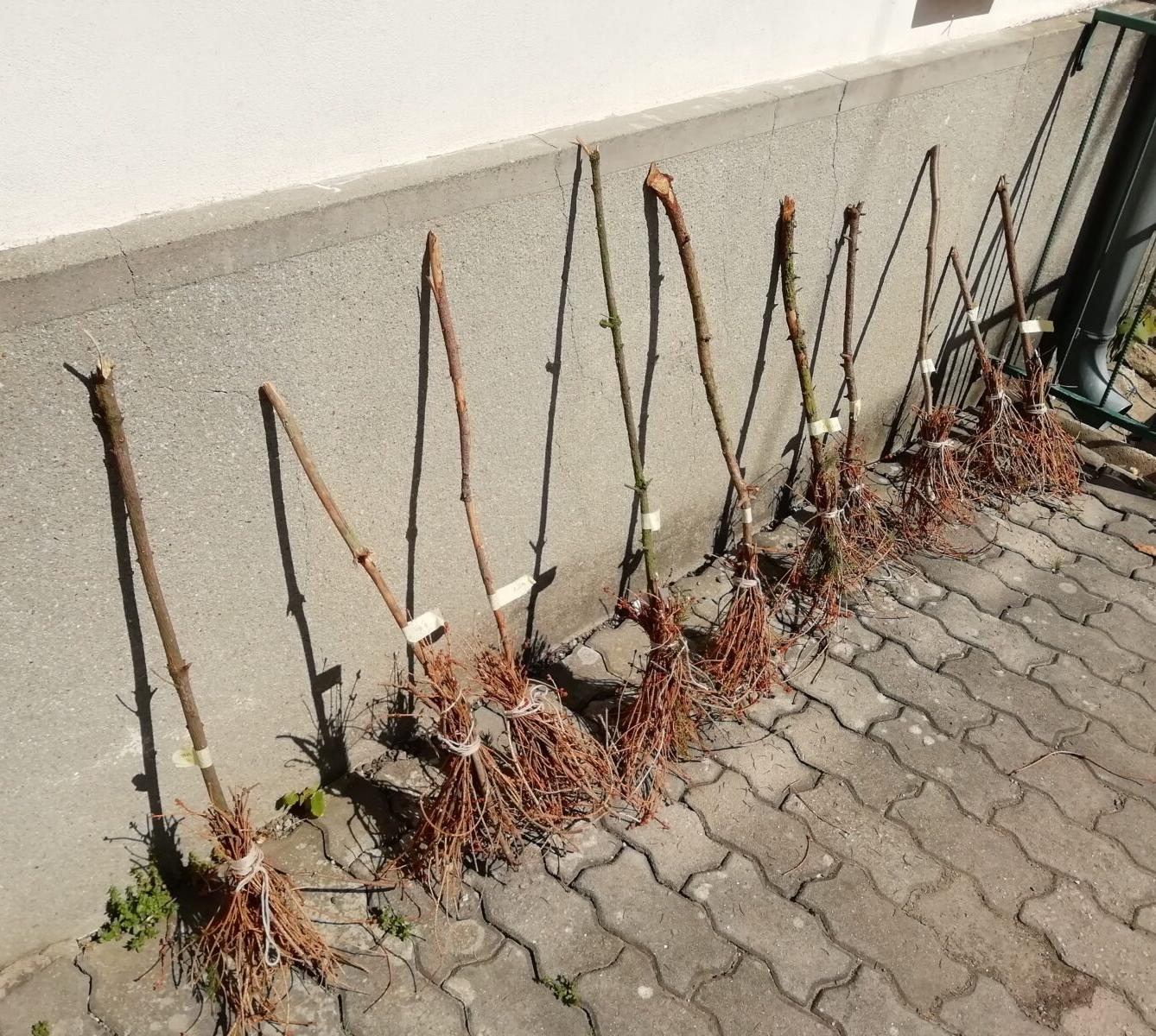 Čarodejnický rej - 36