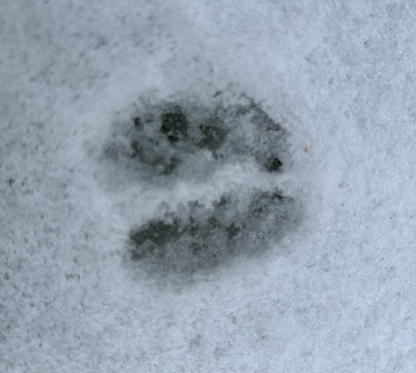 SOVIČKY: ,,CO DĚLAJÍ ZVÍŘATA V ZIMĚ" - 6