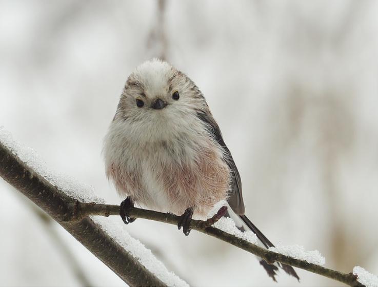 PTAČÍ HODINKA 5. - 7. ledna 2024 - 2