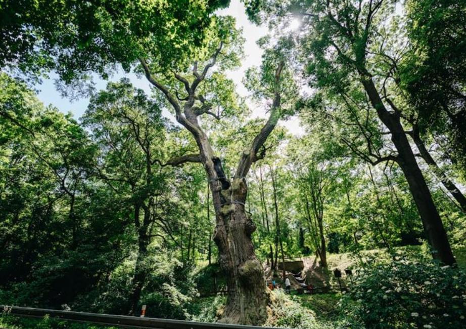 Projekt DEN STROMŮ - 1