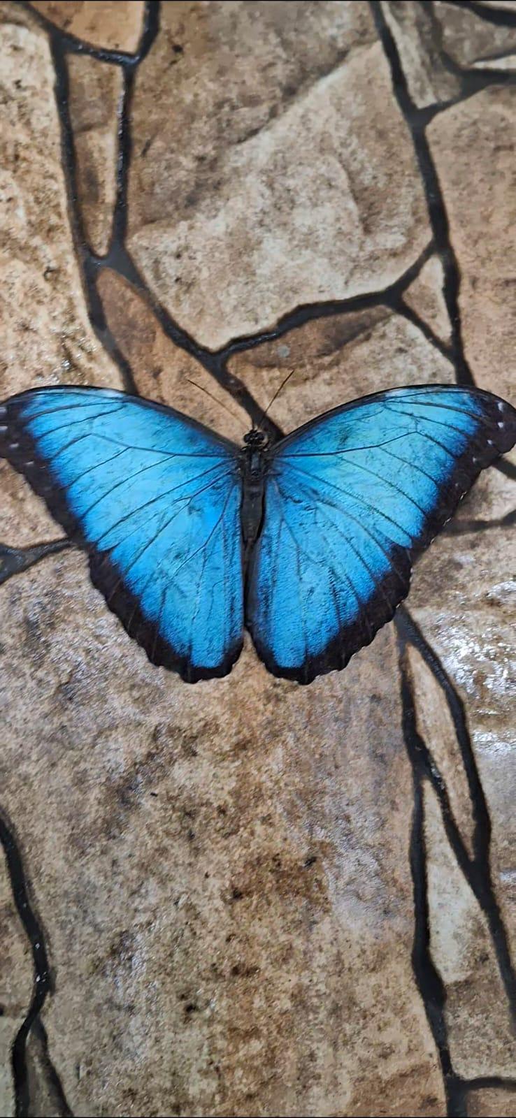 MS žen ve florbalu 2025 - 11