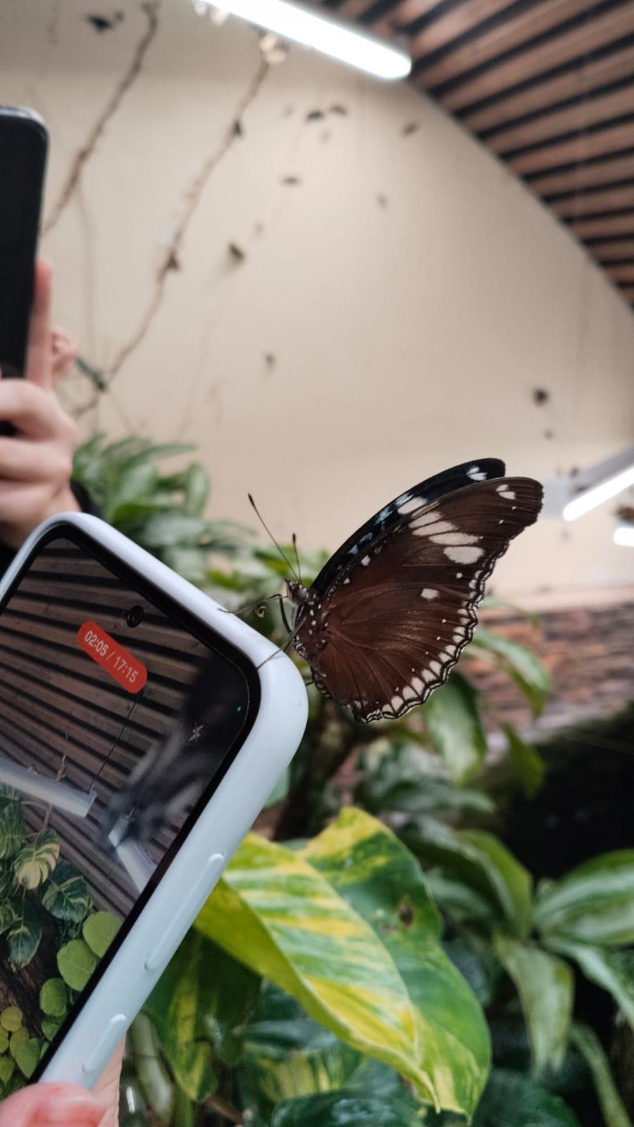 MS žen ve florbalu 2025 - 12